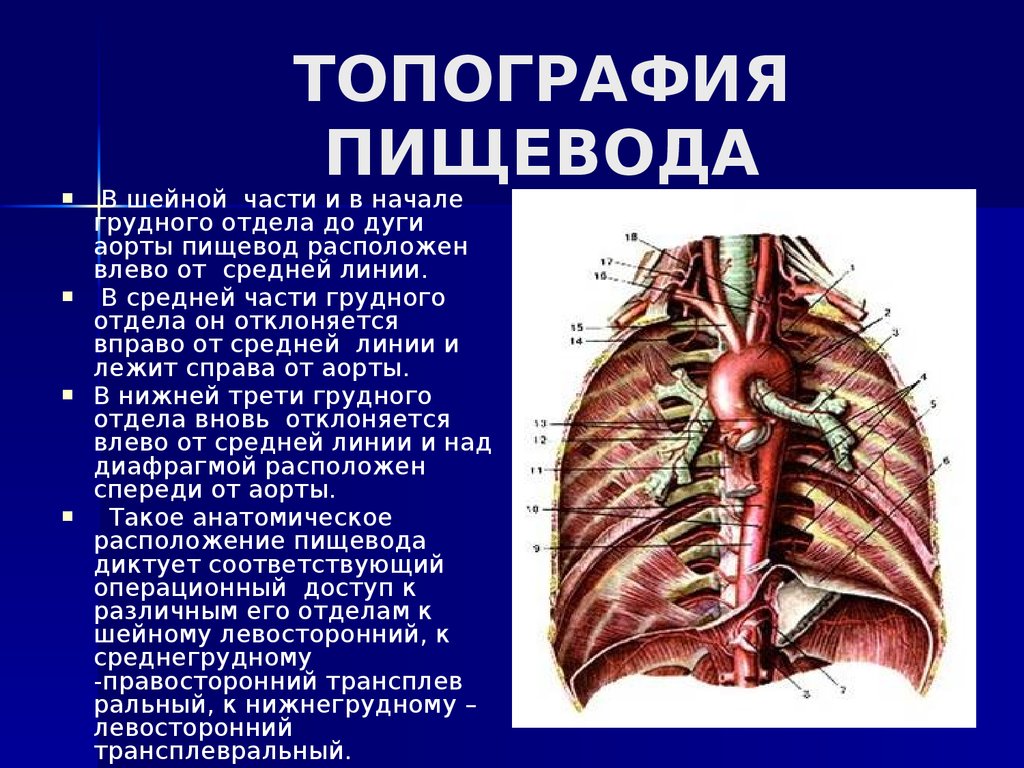 Пищевод расположение. Синтопия грудного отдела пищевода. Синтопия пищевода и аорты. Топографическая анатомия шейной части пищевода. Скелетотопия пищевода анатомия.
