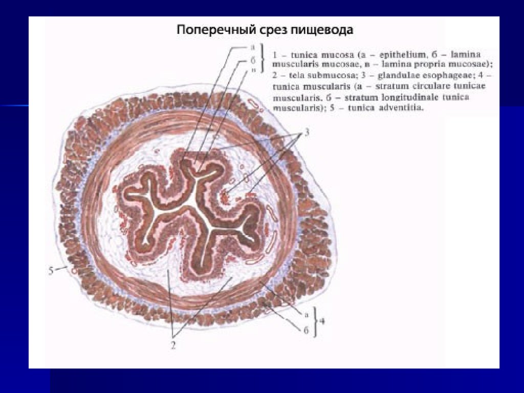 Оболочки стенки пищевода