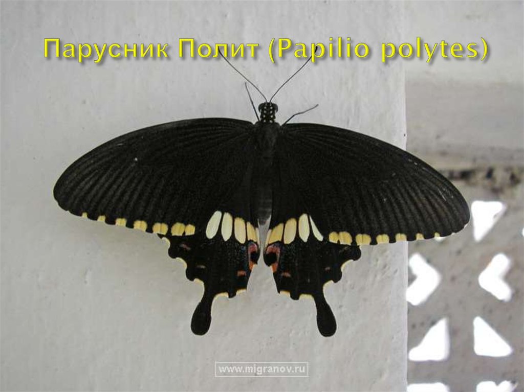 Парусник Полит (Papilio polytes)