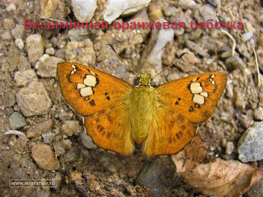 Безымянная оранжевая бабочка