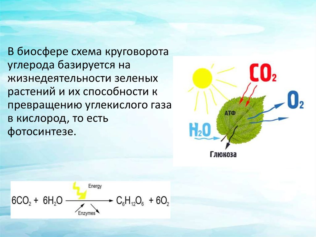Углерод в фотосинтезе. Круговорот углерода фотосинтез. Круговорот углекислого газа в природе фотосинтез. Роль фотосинтеза в круговороте углерода. Углерод в природе фотосинтез.