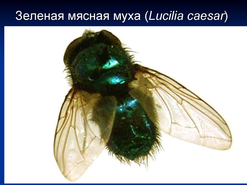 Зеленая мясная муха. Зеленая Муха Люцилия. Муха Lucilia Caesar).. Зелёная мясная Муха (Lucilla sericata).