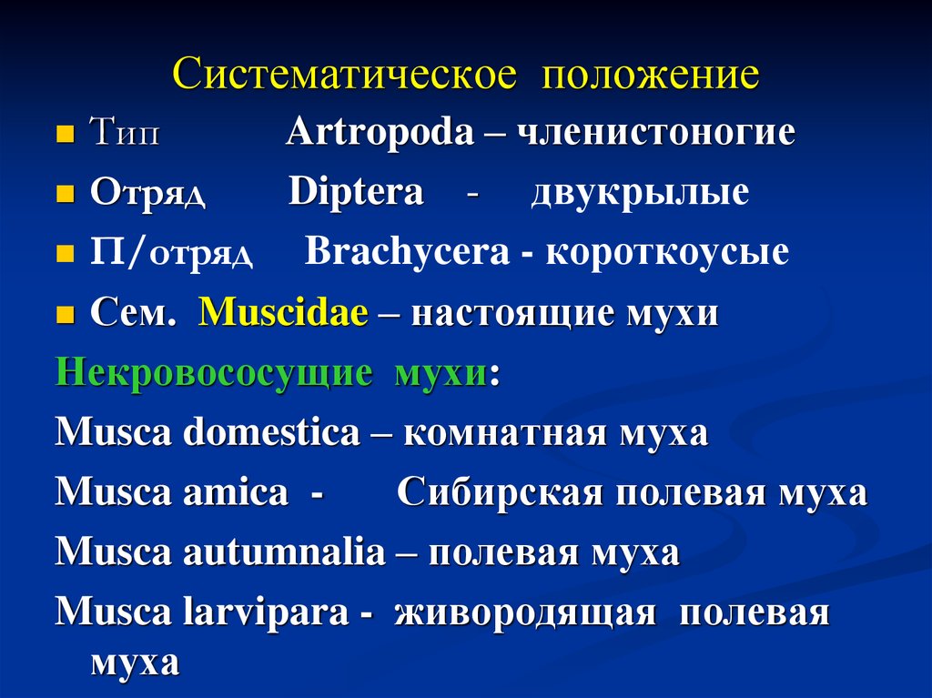 Систематическое положение. Двукрылые систематическое положение. Систематическое положение отряда Двукрылые. Систематическое положение мухи. Систематическое положение комнатной мухи.