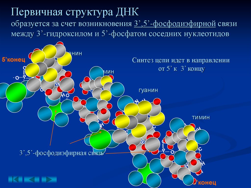 Первичное днк. Строение первичной структуры ДНК. Связи стабилизирующие первичную структуру ДНК. Строение первичной структуры ДНК связи. Первичная структура ДНК связи.