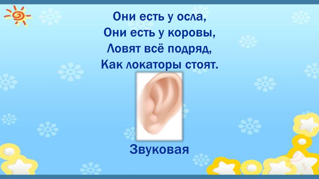 Они есть у осла, Они есть у коровы, Ловят всё подряд, Как локаторы стоят.