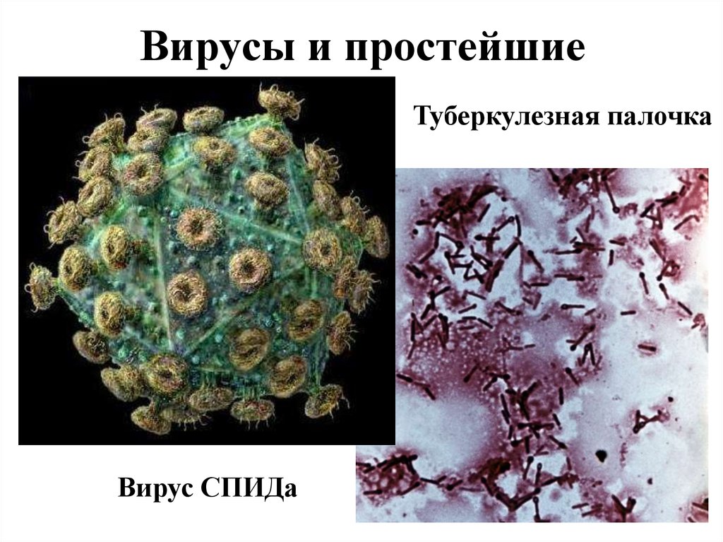 Вирусы и простейшие