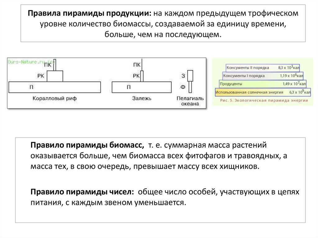 Стрелками на рисунке указано на всех показателей численности биомассы энергии с трофического уровня