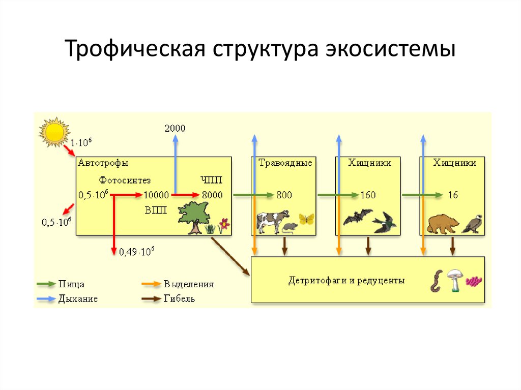 Предложите схему показывающую перенос энергии в экосистеме