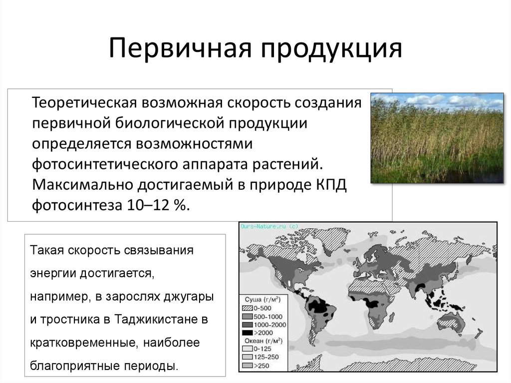 Виды биологической продуктивности. Первичная продукция. Первичная биологическая продукция. Первичная в биологии. Чистая первичная продукция экосистемы.