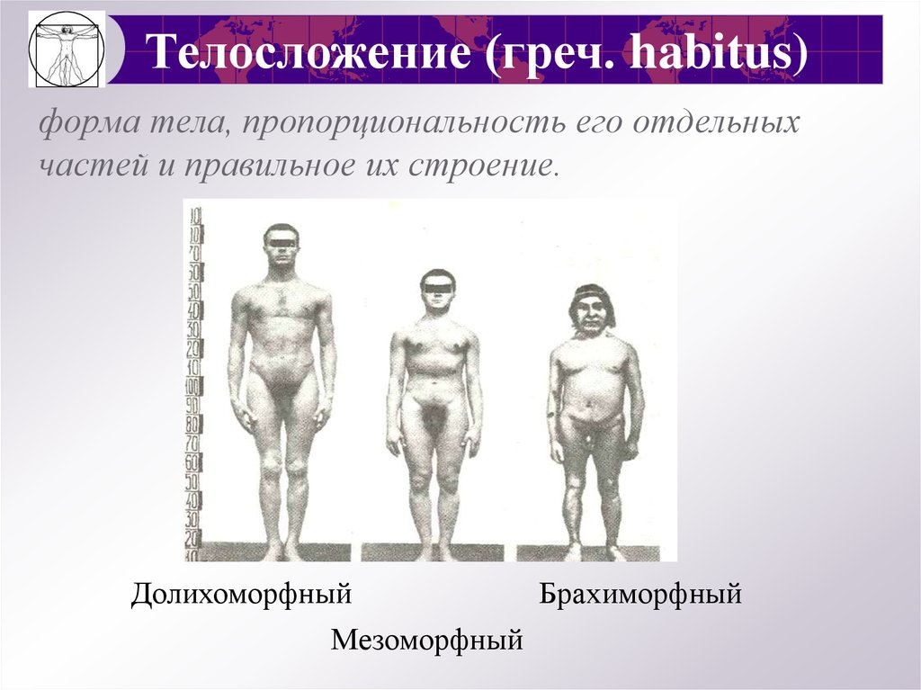 3 форма тела. Долихоморфный Тип телосложения. Брахиморфный мезоморфный. Брахиморфный Тип телосложения. Долихоморфный брахиморфный мезоморфный Тип.