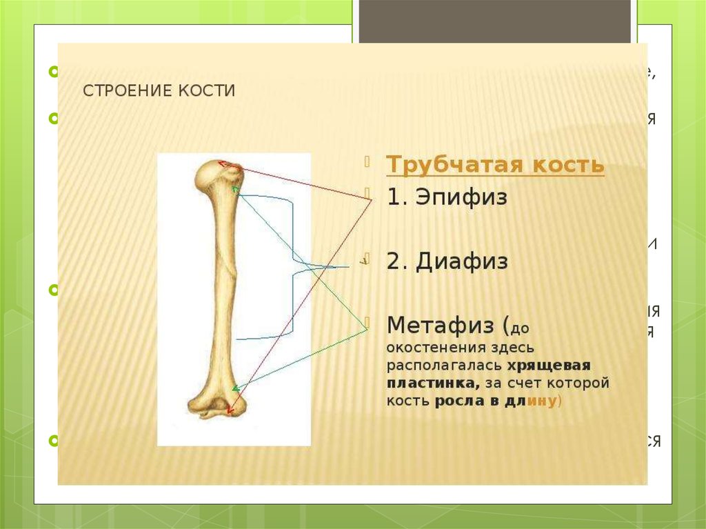 Адреса кости. Строение трубчатой кости эпифиз диафиз. Трубчатая кость внешнее строение. Строение эпифиза трубчатых костей. Внешнее строение трубчатой кости.