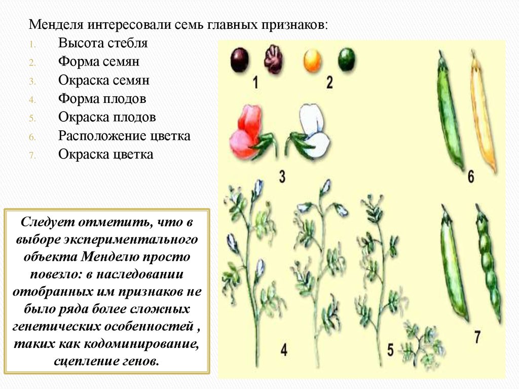 Форма семян