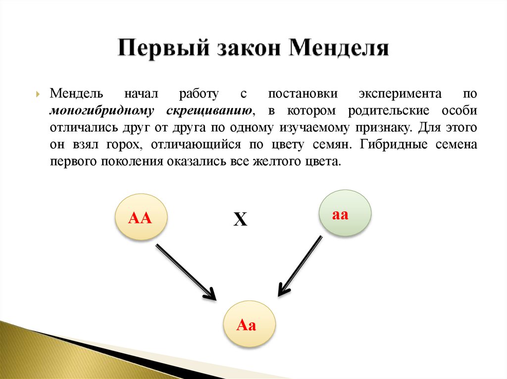 Первый закон менделя презентация