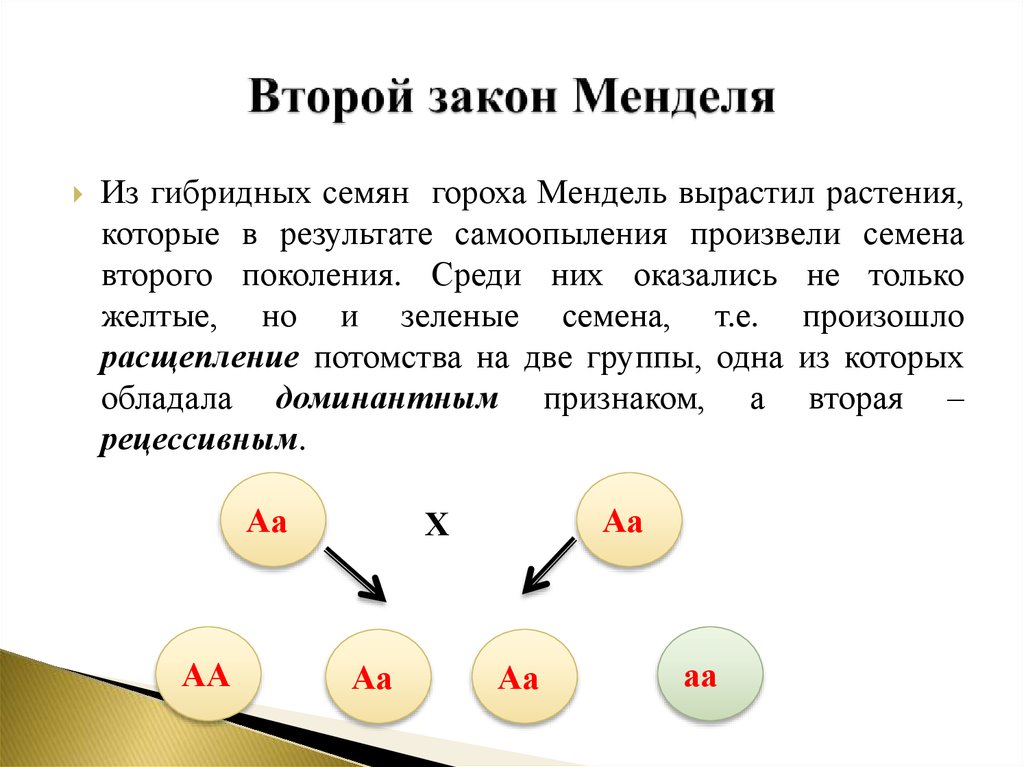 Расщепление признаков во втором поколении