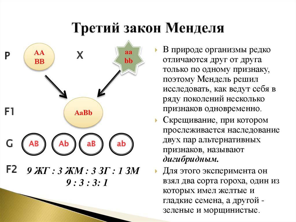 Третьим законом г менделя