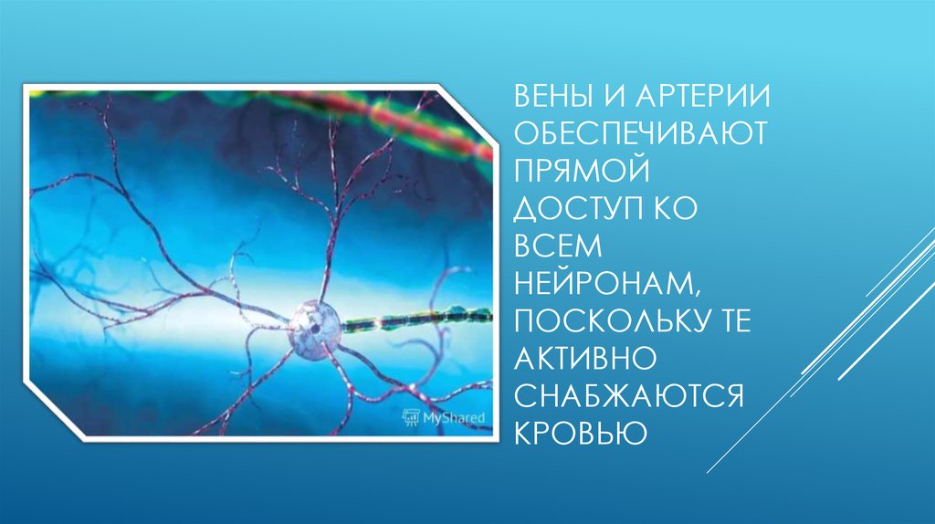 Вены и артерии обеспечивают прямой доступ ко всем нейронам, поскольку те активно снабжаются кровью