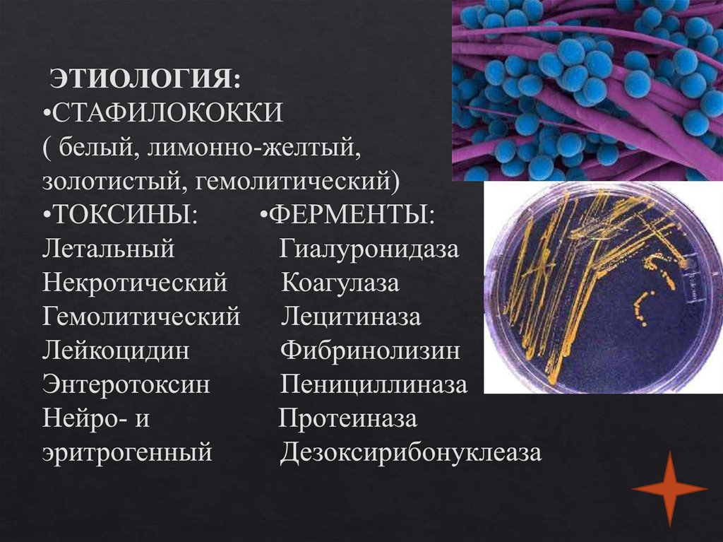 Staphylococcus aureus 4. Золотистый стафилококк пиодермия. Этиология стафилококков. Стафилококк этиология. Этиология стафилококковых инфекций.