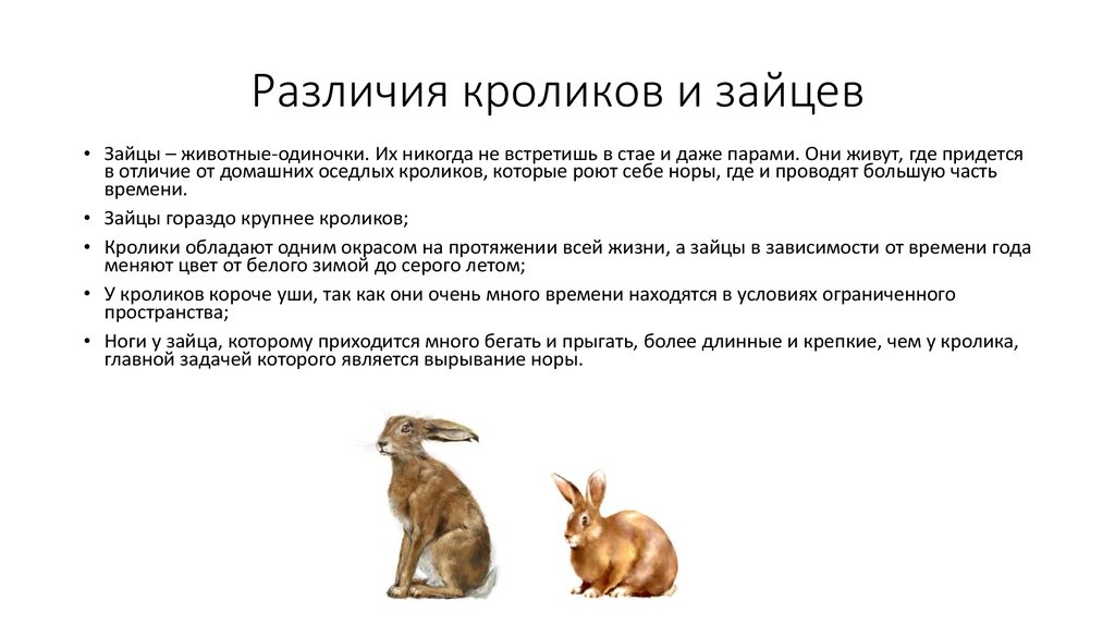 Что человек получает от кролика