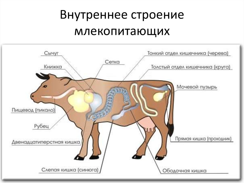 У кого из млекопитающих нет желудка. Пищеварительная система млекопитающих корова. Пищеварительная система коровы анатомия. Анатомия пищеварительной системы КРС. Схема пищеварительного аппарата КРС.