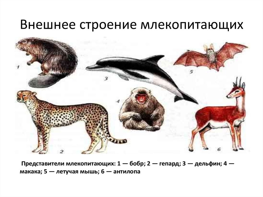 Тело млекопитающих подразделяется на. Класс млекопитающие представите. Плацентарные млекопитающие представители. Представители млекопитающие биология 5 класс. Представители класса мле.