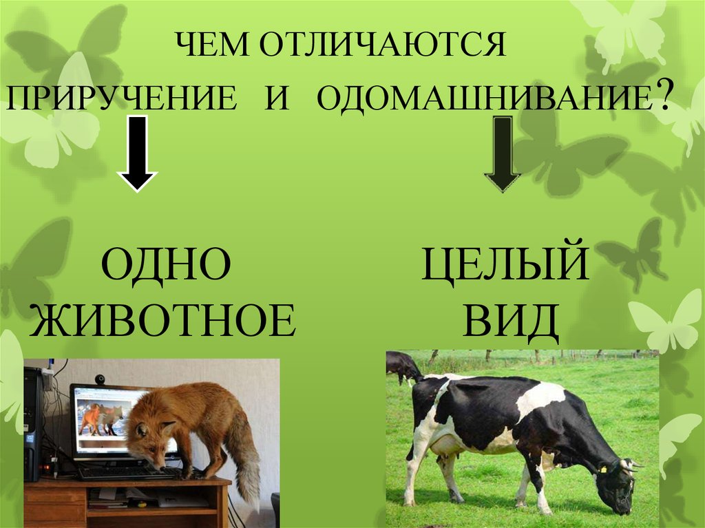 Презентация центры одомашнивания животных