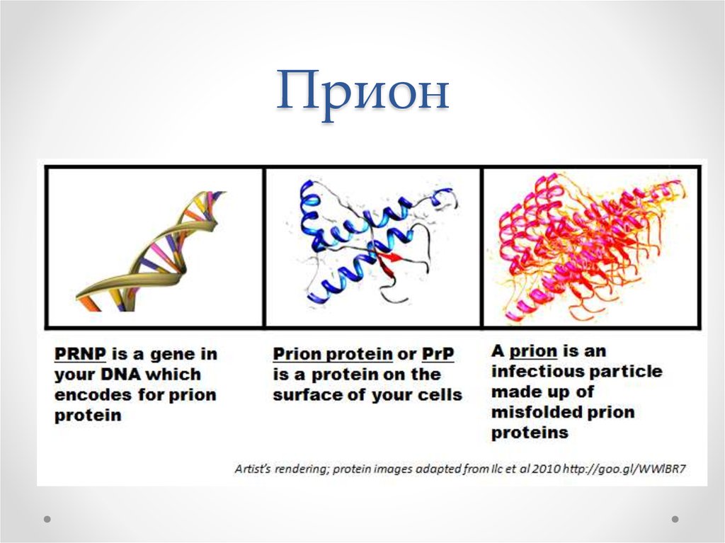 Прионы микробиология презентация