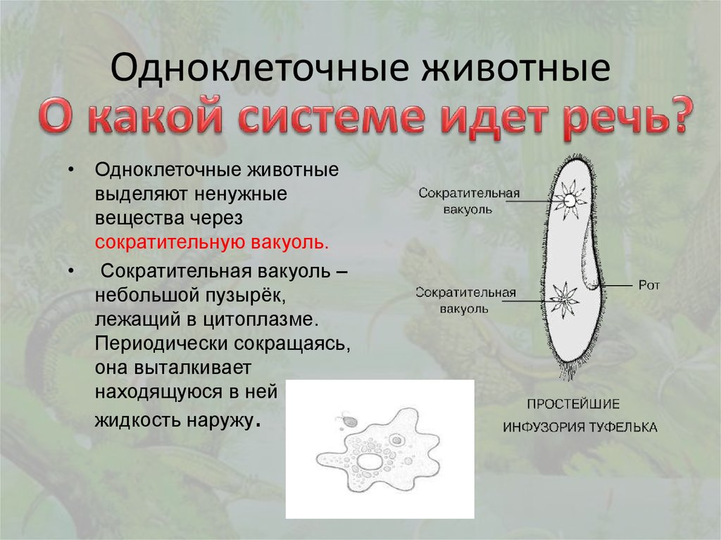 Общая характеристика класса одноклеточных