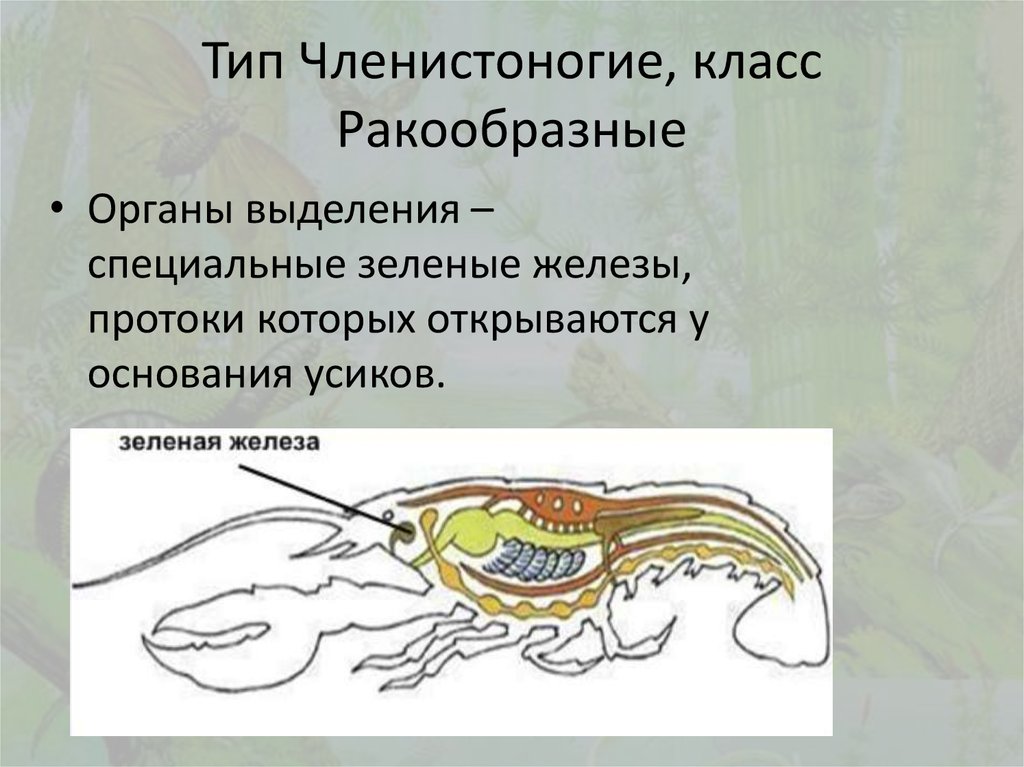 Презентация по членистоногим