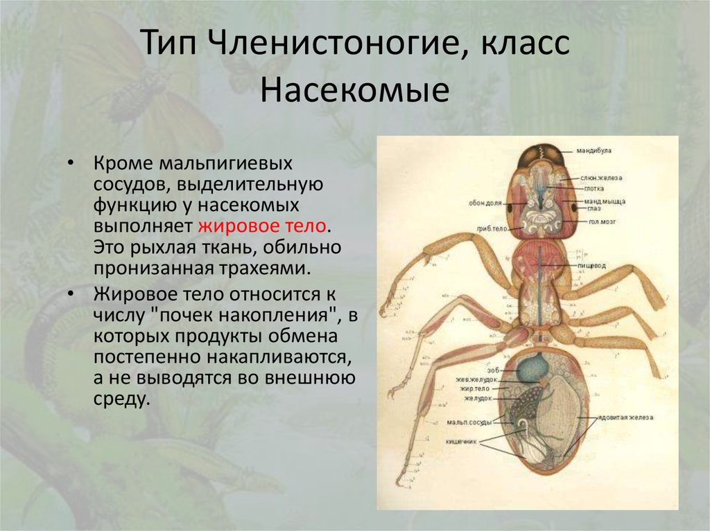 Тип членистоногие класс насекомые