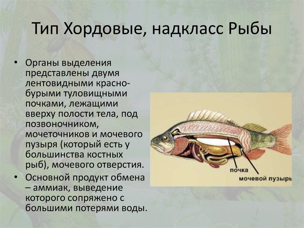 Тип Хордовые, надкласс Рыбы