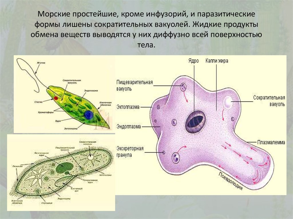 В простейших входит