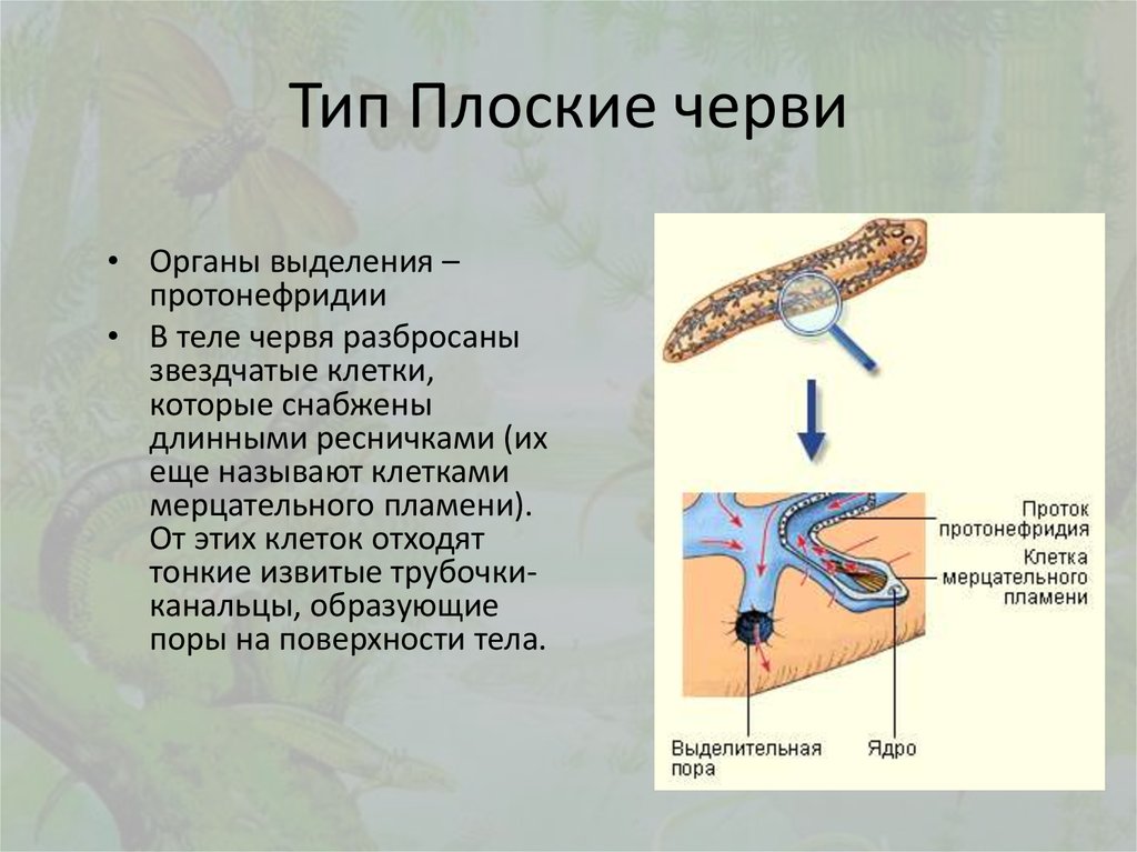 Тело плоских червей. Тип питания плоских червей. Органы передывиженияу плоских червей. Сегментация тела плоских червей. Передвижение плоских червей 7 класс.