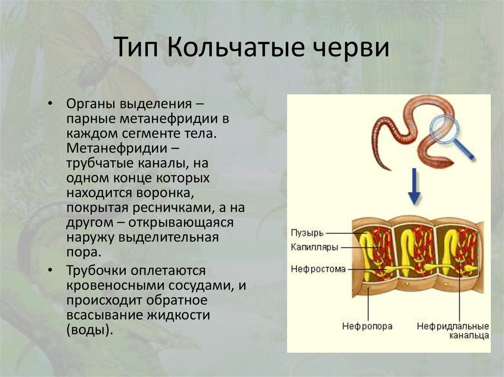 Метанефридии это