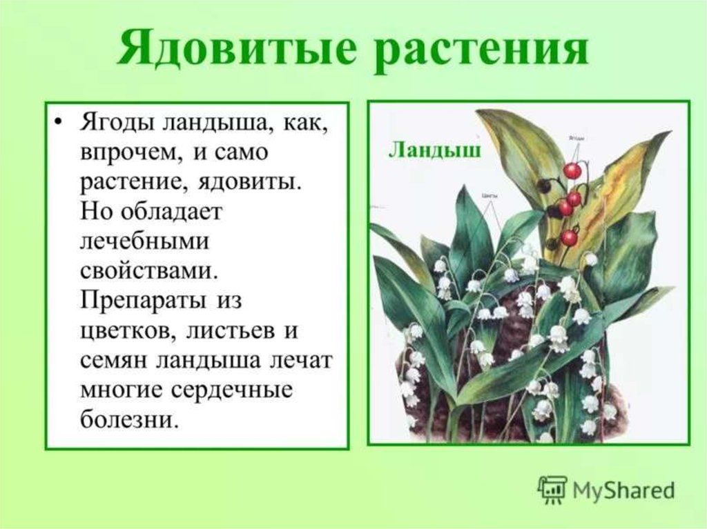 Ядовитые растения - online presentation