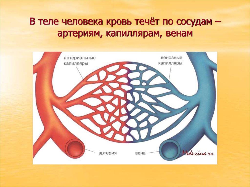 Движение крови в капиллярах. Движение крови по сосудам. Капилляр (биология). Артерии сосуды капилляры. Капеляры