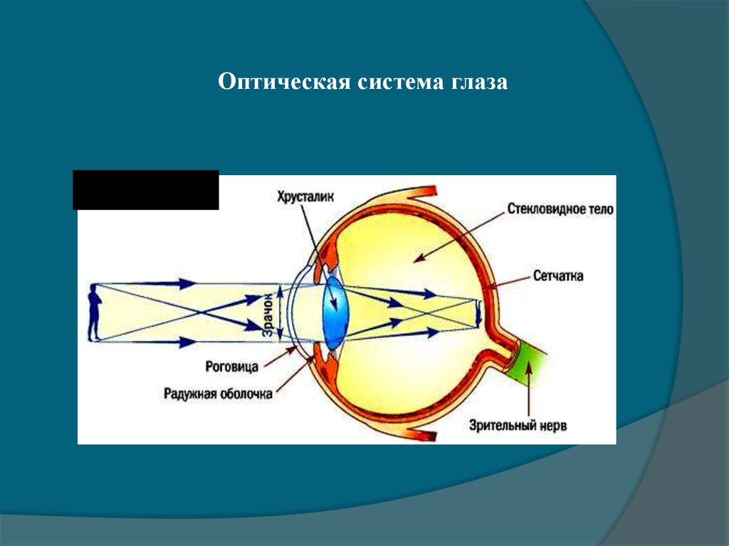 Какое образование относят к оптической системе глаза. Оптическая система глаза. Строение оптической системы глаза. Глаз как оптическая система. Оптическая система глаза состоит из.