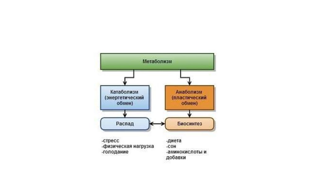 Обмен веществ при нагрузке