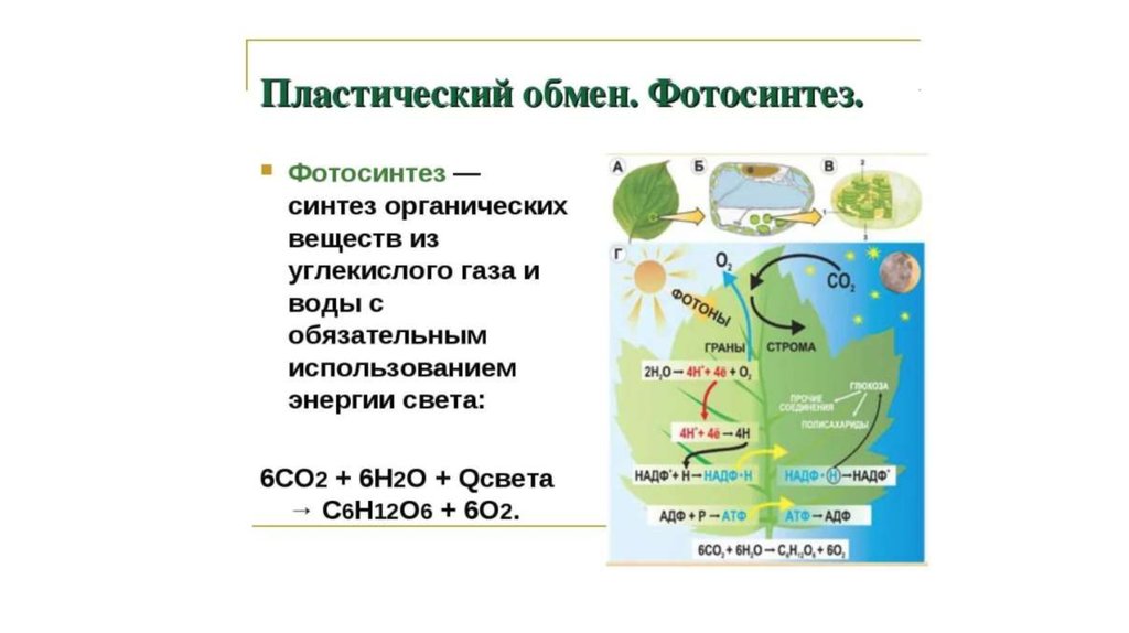 Нормы и режим питания нарушения обмена веществ презентация 8 класс пасечник