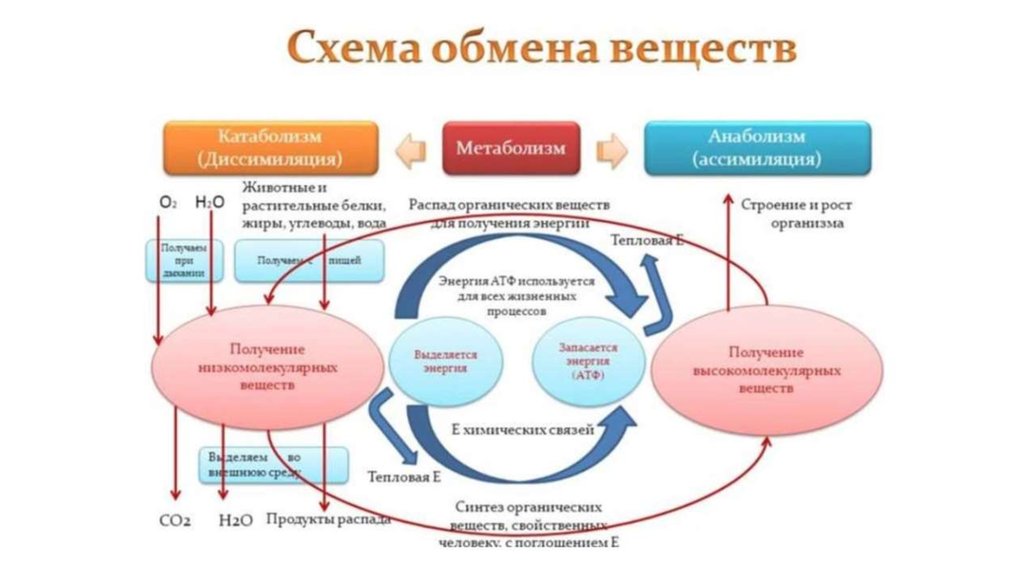 Проект обмен веществ