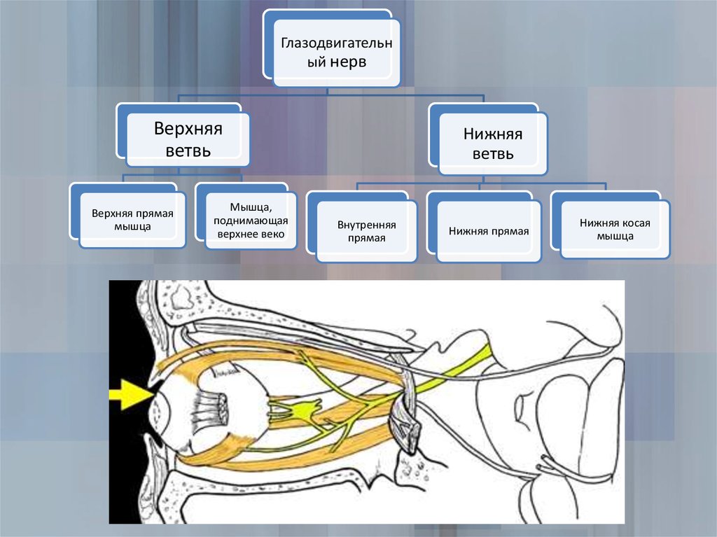 Двигательные нервы. Trochlearis ветви. N trochlearis соединительные ветви. Осculomatorius trochlearis ABDUCENS зоны иннервации глаза схема. Глазодвигательн%ю.