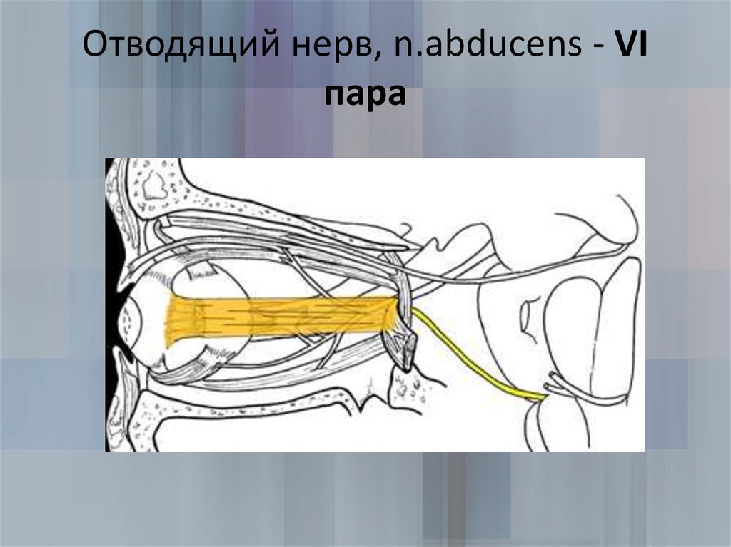 Отводящий нерв