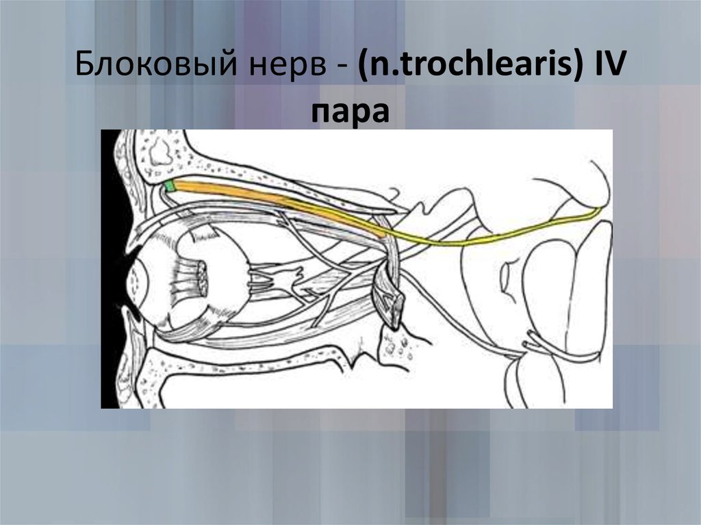 Блоковый нерв. Блоковый нерв анатомия. IV пара –– блоковый нерв (n. trochlearis). Блоковой нерв – n. trochlearis (IV пара) схема. Блоковый нерв иннервация.