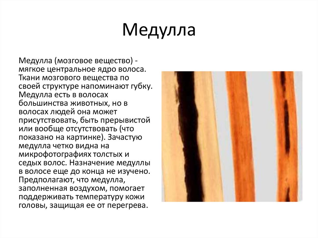 Волос человека состоит из. Строение волоса. Структура волоса человека. Строение волоса человека. Медула волоса это.