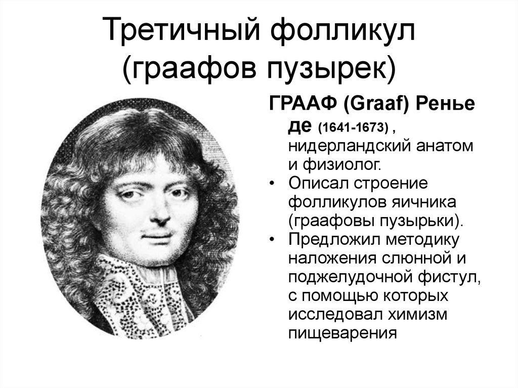 Р де. Ренье де Грааф вклад в медицину. Грааф. Ренье де Грааф основные труды. Ренье де Грааф вклад в анатомию.