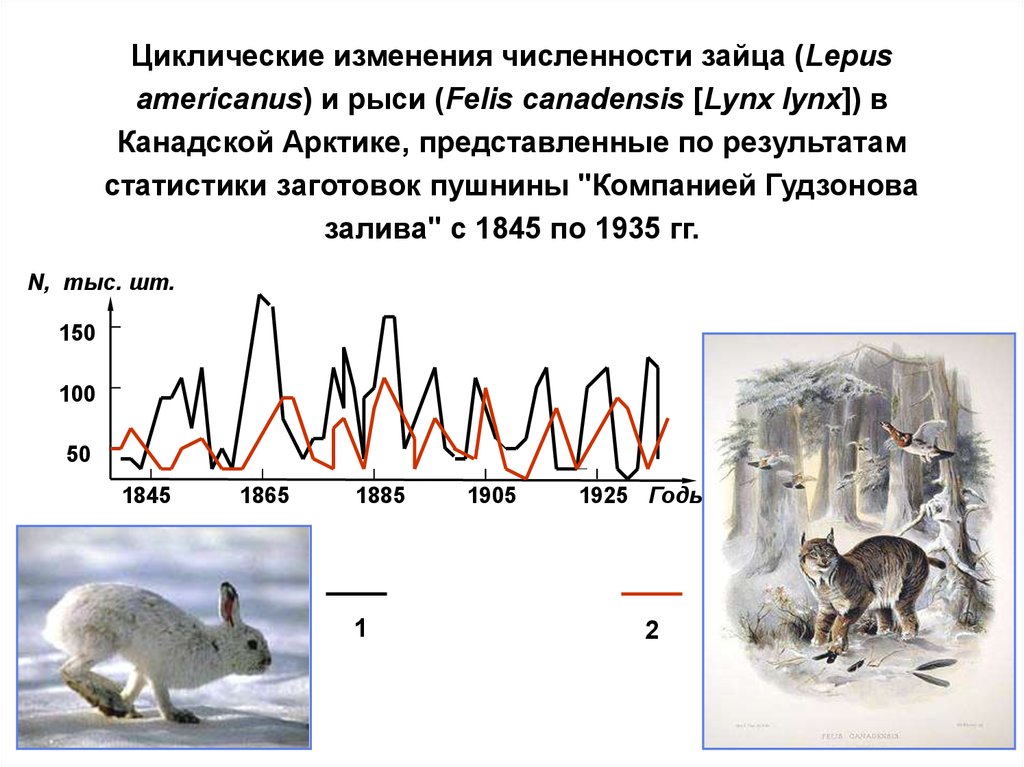 Изменено количество. График изменения численности Зайцев и рыси. Циклические колебания численности животных. Изменение численности популяции Зайцев и рыси. Изменение численности животных.