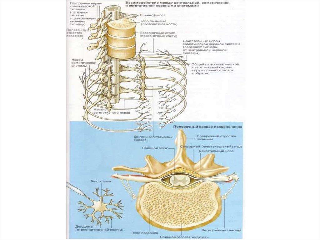 Центральная нервная система новорожденного. Анатомо-физиологическую характеристику нервной системы человека. Анатомо гистологическая и физиологическая единица ЦНС. Афо ЦНС. Нервная система новорожденного.