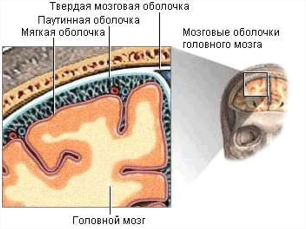 Паутинная оболочка. Оболочки головного мозга твердая паутинная и мягкая. Строение оболочек головного мозга мягкая паутинная твердая. Анатомия твердой мозговой оболочки головного мозга. Строение сосудистой оболочки мозга.