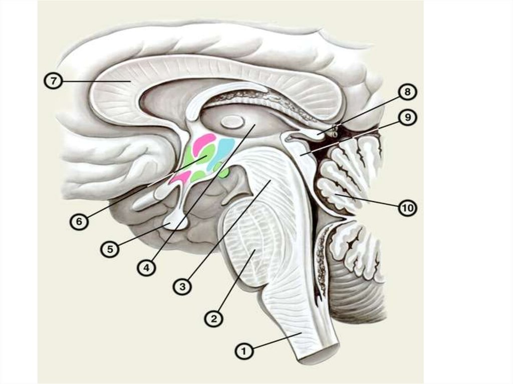 Ствол мозга образуют. Ствол мозга Сагиттальный разрез. Ствол мозга и промежуточный мозг. Мозжечок Сагиттальный разрез. Промежуточный мозг Сагиттальный срез.