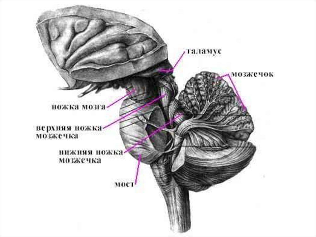 Что входит в состав заднего мозга. Задний мозг мост и мозжечок строение и функции. Мозжечок и продолговатый мозг анатомия. Продолговатый мозг мост и мозжечок. Мозжечок варолиев мост и продолговатый.