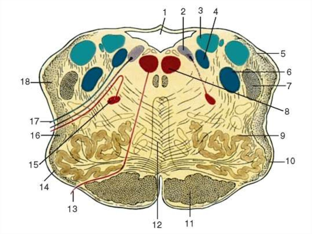 Ядра моста мозга. Поперечный срез продолговатого мозга схема. Продолговатый мозг горизонтальный разрез на уровне оливы. Поперечный срез продолговатого мозга ядра. Фронтальное сечение продолговатого мозга.
